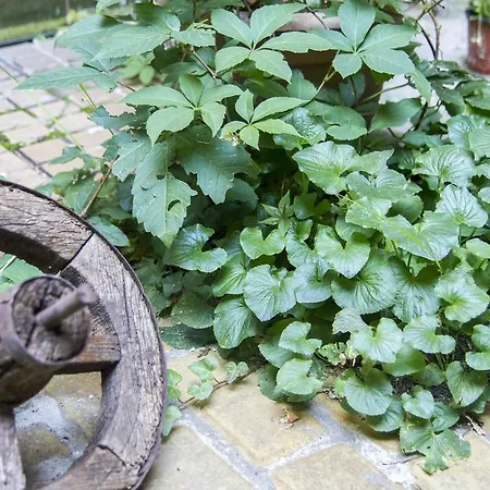 Apartamento Authentic Budapeste